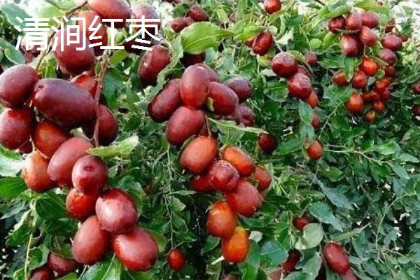 陕西省榆林市的特色水果，包括清涧红枣和陕北山杏等种类