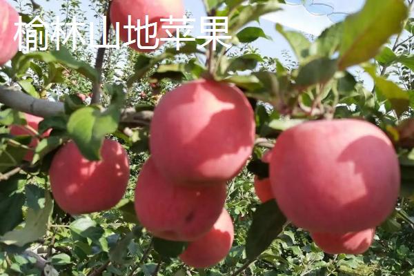 陕西省榆林市的特色水果，包括清涧红枣和陕北山杏等种类
