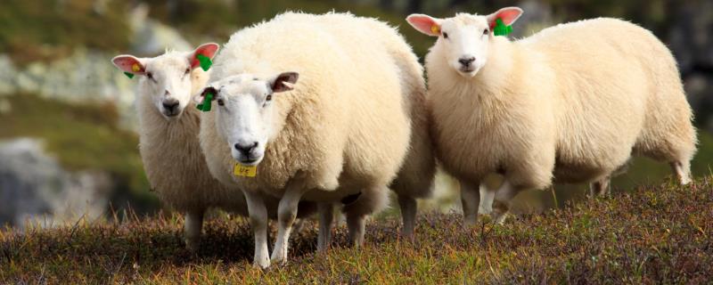 绵羊有哪些品种，主要包括细毛羊、半细毛羊、粗毛羊这三种
