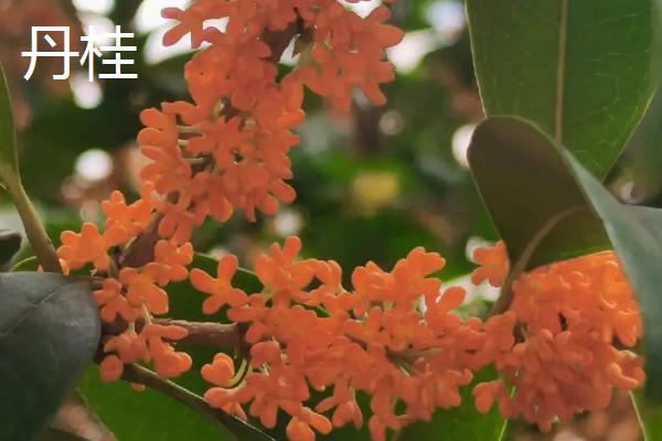 桂花开放时间，主要集中在9-10月份