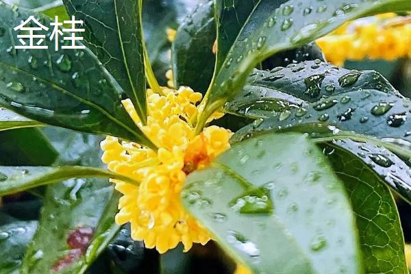 桂花开放时间，主要集中在9-10月份