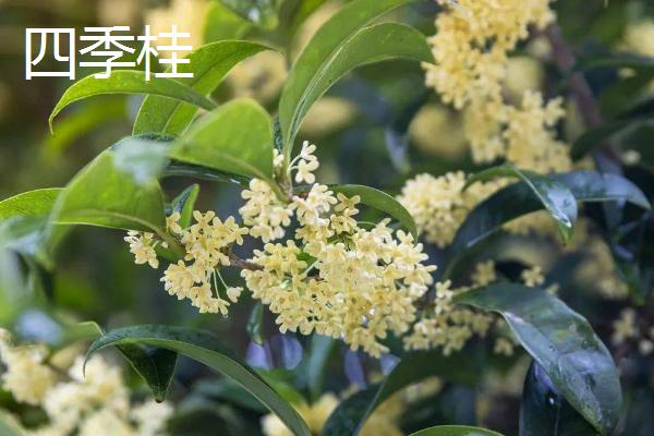 桂花开放时间，主要集中在9-10月份
