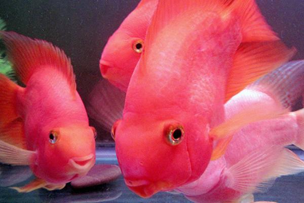 鹦鹉鱼的繁殖方法，需挑选基因优良的亲鱼