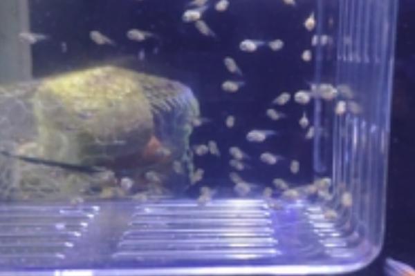 鹦鹉鱼的繁殖方法，需挑选基因优良的亲鱼