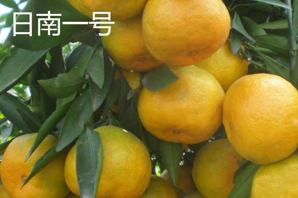哪些早熟柑橘会在7月份成熟，包括兴津柑橘和日南一号等品种
