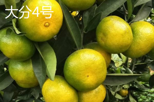 哪些早熟柑橘会在7月份成熟，包括兴津柑橘和日南一号等品种