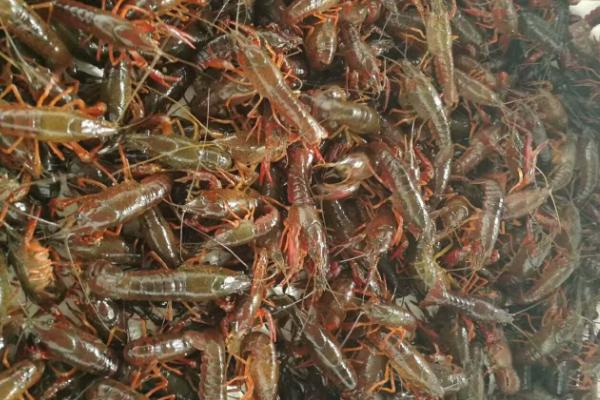 养殖小龙虾的风险，劣质虾苗难以成活