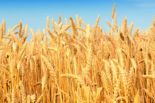 冬种小麦区域如何划分，通常根据气候划分成三个区域