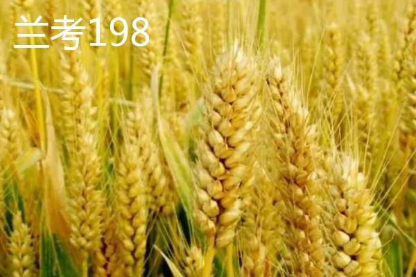 亩产量高达900公斤小麦品种介绍，看看这5个品种