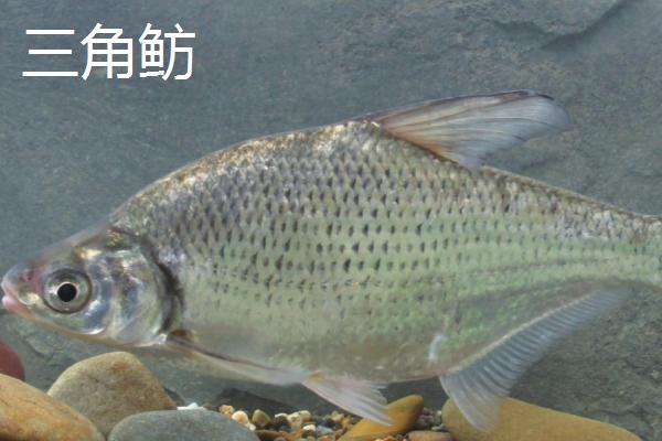 鳊鱼品种介绍，属于鲤科淡水鱼类