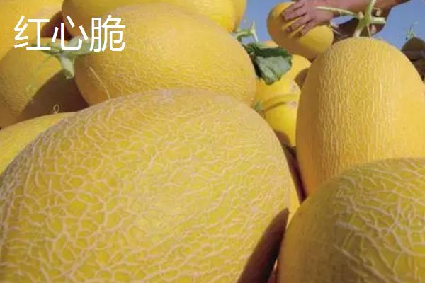 新疆哈密瓜的品种，西州蜜深受全国人们喜爱