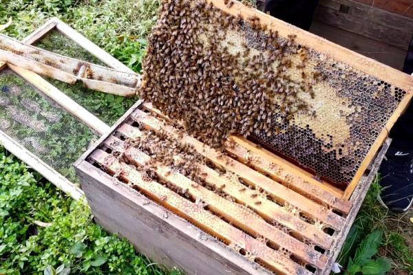 什么地方适合养蜂，蜜源是养蜂的关键