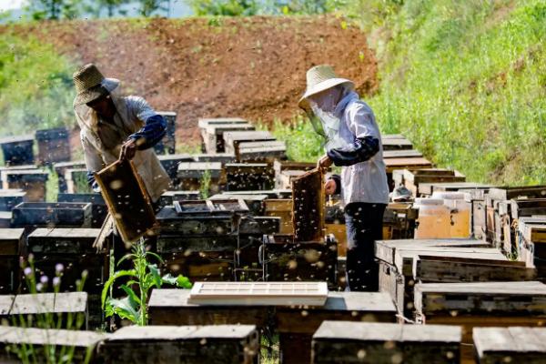 什么地方适合养蜂，蜜源是养蜂的关键