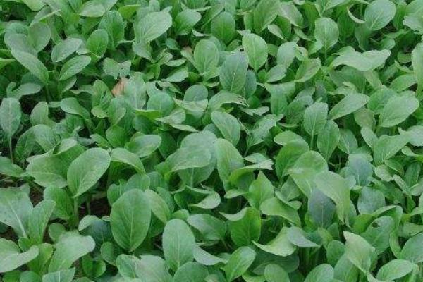 油菜高产栽培技术，苗龄达30-35天需及时移栽