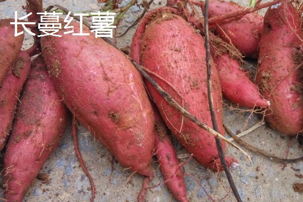 六鳌红蜜薯的产地，福建省漳浦县主产