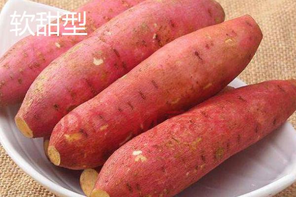 六鳌红蜜薯的产地，福建省漳浦县主产