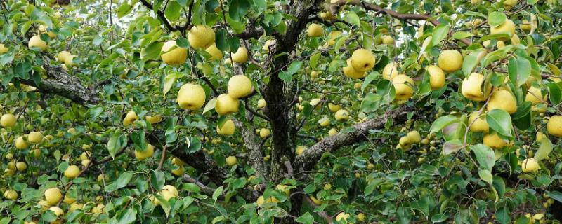梨树产量低于苹果吗，跟品种和树龄有关