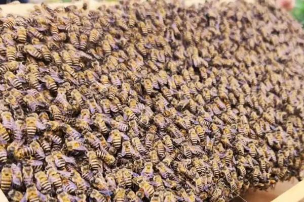 养殖中蜂的十大禁忌，盲目加脾会影响工蜂的护脾能力
