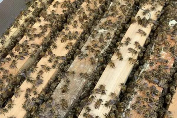 养殖中蜂的十大禁忌，盲目加脾会影响工蜂的护脾能力