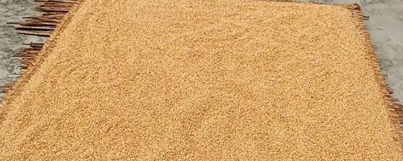小麦晒种能否提高产量，晒种可提高发芽率促进增产