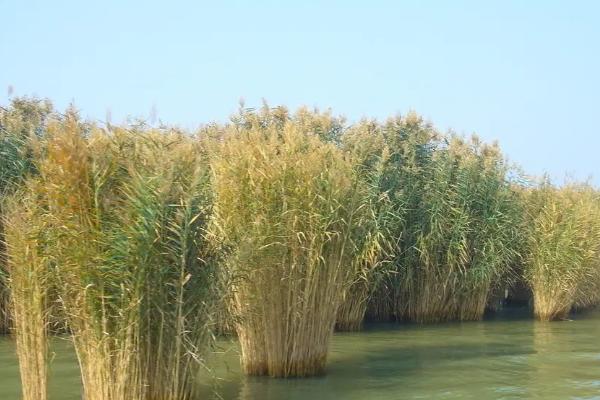 芦根的亩产量，年产量多为3000-5000斤
