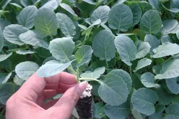 秋季种植西兰花的时间及方法，7月份育苗可在8月份定植