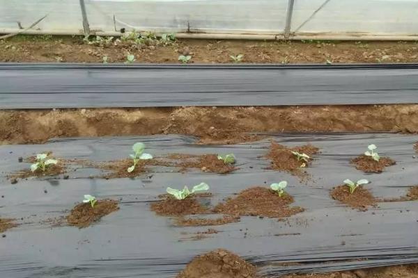 秋季种植西兰花的时间及方法，7月份育苗可在8月份定植