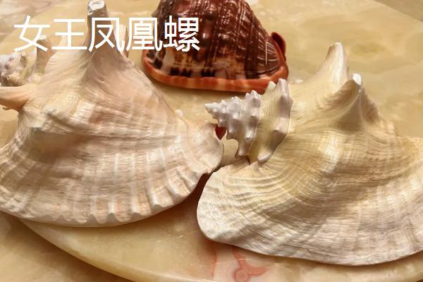 凤凰螺的产地，主要分布在日本奄美岛以南等地方