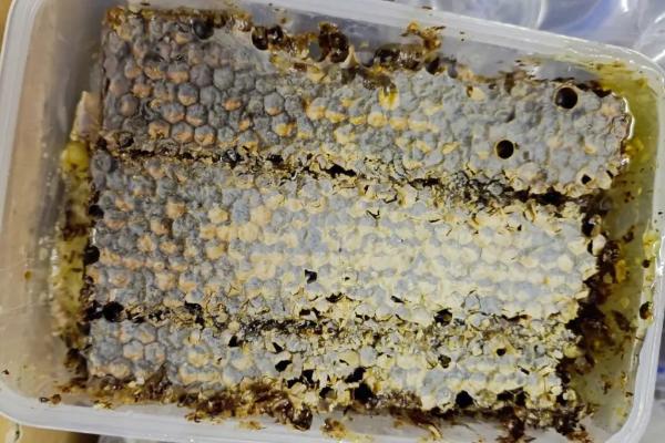 什么是蜂巢蜜，是指完全成熟并封盖的蜜脾