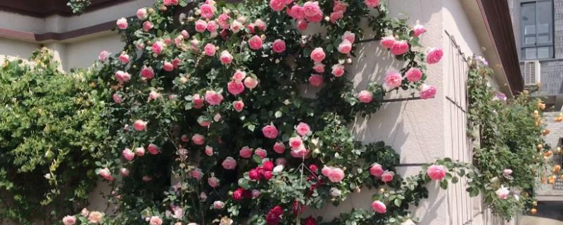 爬墙月季简介，原产于中国