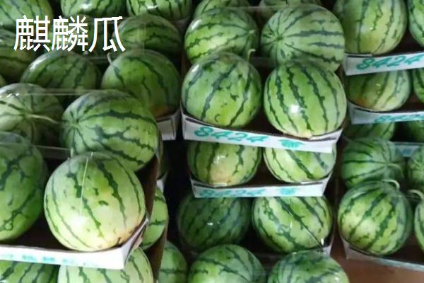 如何挑选好吃又甜的西瓜，表皮光滑、纹路清晰的西瓜口感通常较好