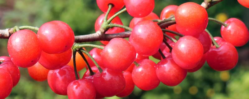 早红珠樱桃与福晨樱桃品质对比，早红珠樱桃一般更为优质