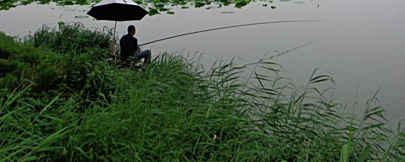 三月雨后如何钓鱼，首选水深1-2米的浅滩作为钓点