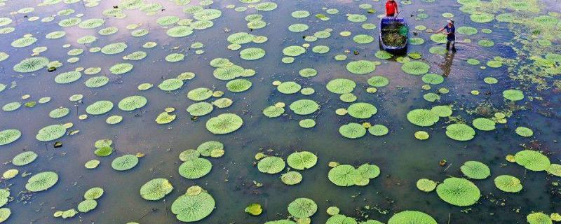 芡实的种植时间，主要集中在3月中旬至4月上旬