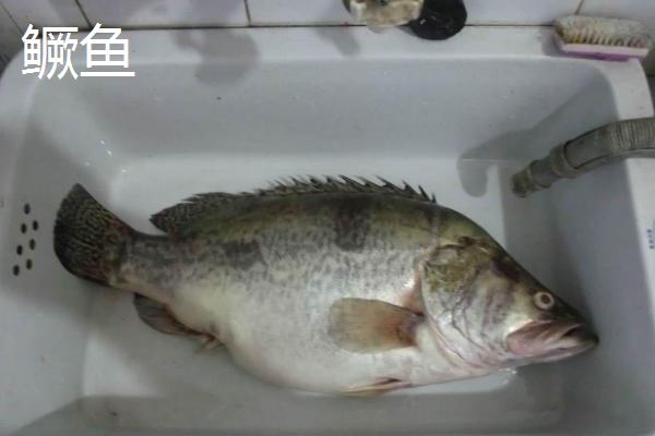 什么是鳜鱼，属于鮨科淡水鱼类