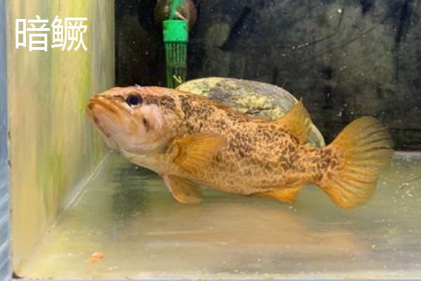什么是鳜鱼，属于鮨科淡水鱼类