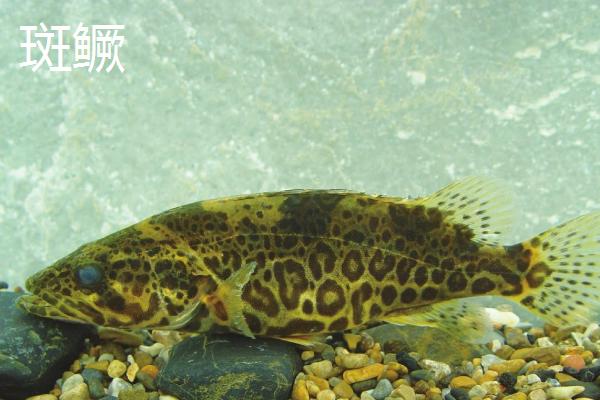 什么是鳜鱼，属于鮨科淡水鱼类