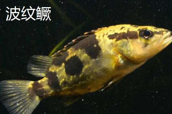 什么是鳜鱼，属于鮨科淡水鱼类