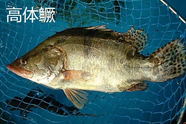 什么是鳜鱼，属于鮨科淡水鱼类