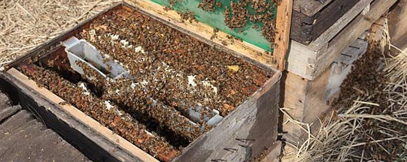 早春养蜂怎样扩大子圈，不要急着加脾扩巢