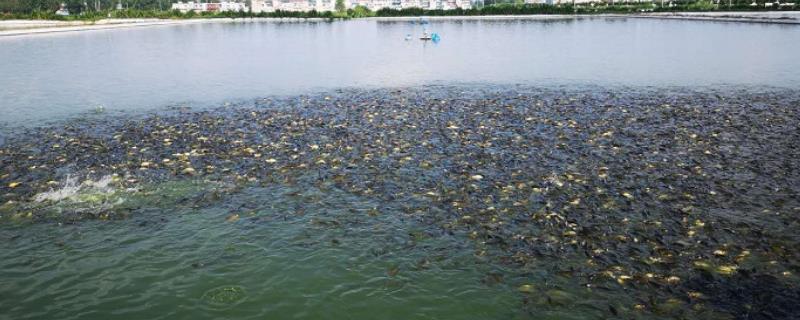 夏季水产养殖如何管理，施肥要少许多次