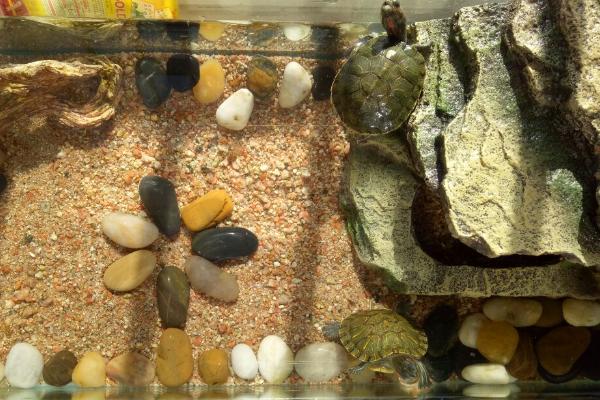 如何饲养巴西龟才能快速生长，饲养期间可主喂小鱼虾并补充营养饲料