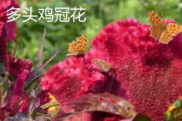 鸡冠花有哪些品种，常见种类有凤尾鸡冠花、多头鸡冠花、璎珞鸡冠花