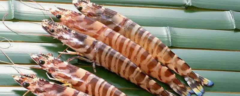黑虎虾和基围虾有什么区别，黑虎虾的身上具有横斑花纹