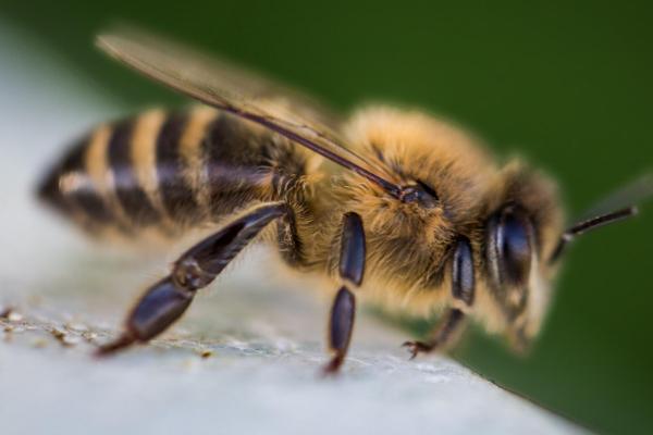 蜜蜂采蜜过程，经过侦查后会采集花粉并酿蜜保存