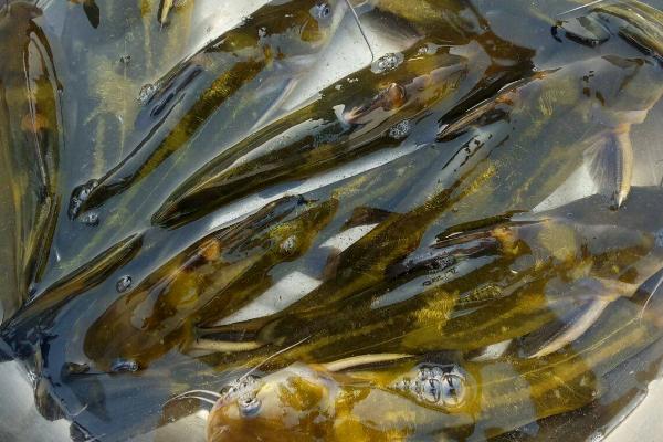黄颡鱼的产地，长江中下游的河流湖泊中较多
