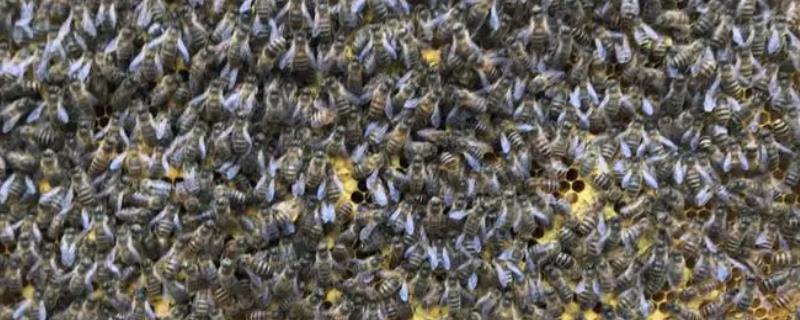 最简单的中蜂分蜂方法，王台分蜂最有效
