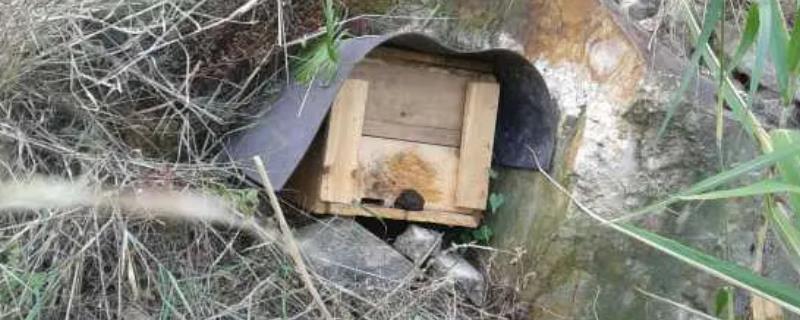怎样加快诱蜂箱诱蜂力，位置必须符合蜂群的筑巢习性