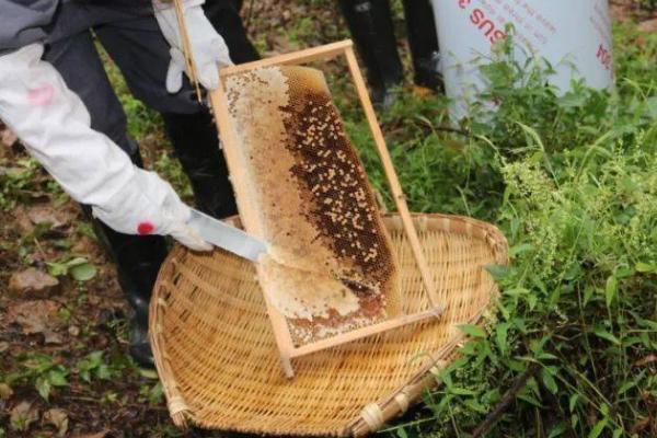 中蜂取蜜时间，暖和天气要在傍晚取蜜