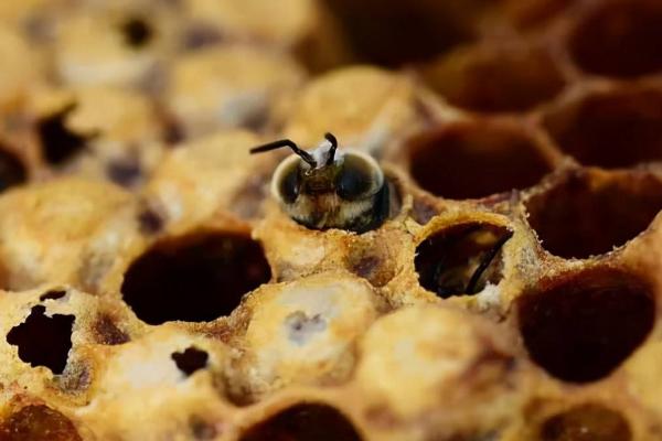 蜂螨会危害意蜂蜂群吗，是主要的体外寄生虫
